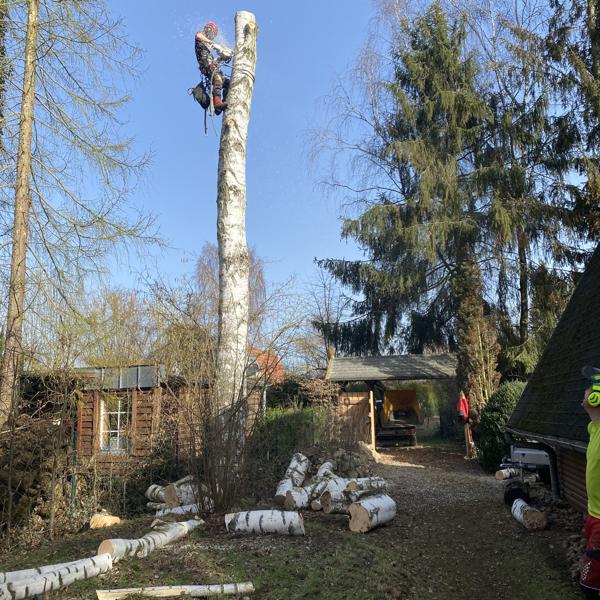 Birkenfällung in einem Privatgarten in Lüchow