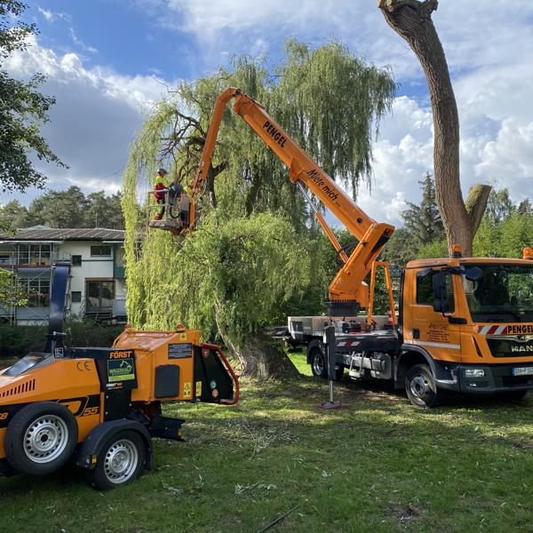 Baumpflege mit Hubarbeitsbühne an einer Trauerweide in Lüchow-Dannenberg